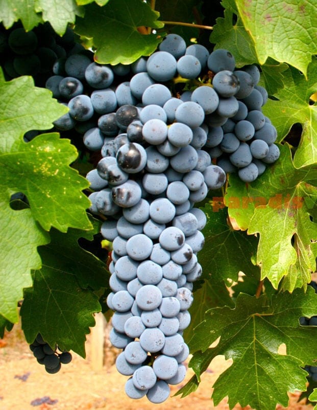 Vin Budureasca Premium Cabernet Sauvignon 1